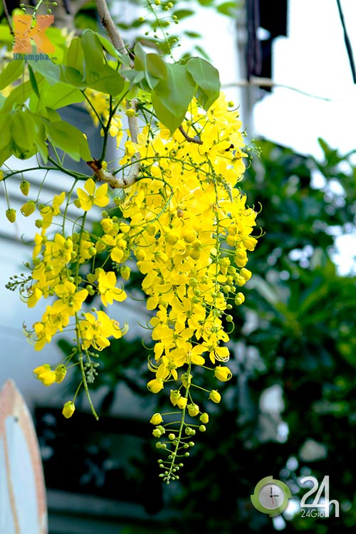 Cây Osaka Hoa Vàng
